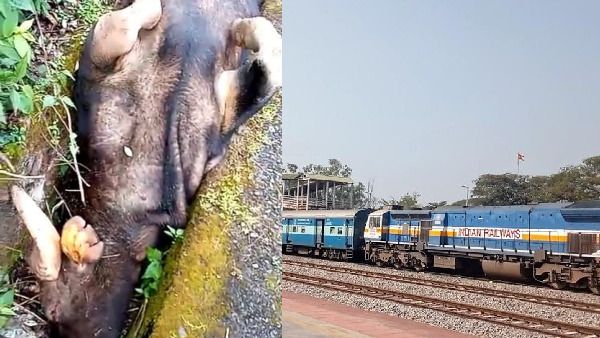 ಮೈಸೂರು- ತಾಳಗುಪ್ಪ ಕುವೆಂಪು ಎಕ್ಸ್‌ಪ್ರೆಸ್ ರೈಲು ಕಾಡು ಕೋಣಕ್ಕೆ ಡಿಕ್ಕಿ