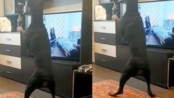 ವಿಡಿಯೋ: ಟಿವಿ ನೋಡಿ ವರ್ಕೌಟ್ ಮಾಡುವ ನಾಯಿ