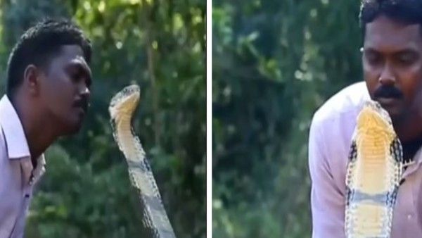 Video: 'ನಾಗರಹಾವಿನ' ನೆತ್ತಿಗೆ ಬಿಸಿ ಚುಂಬನ!