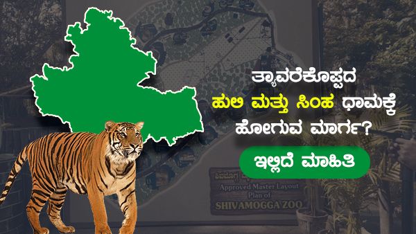 ತ್ಯಾವರೆಕೊಪ್ಪದ ಹುಲಿ ಮತ್ತು ಸಿಂಹ ಧಾಮಕ್ಕೆ ಹೋಗುವ ಮಾರ್ಗ? ಇಲ್ಲಿದೆ ಮಾಹಿತಿ