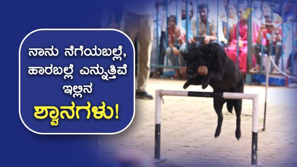 ಶಿವಮೊಗ್ಗ ದಸರಾ: ಶ್ವಾನ ಪ್ರದರ್ಶನದಲ್ಲಿ 10 ಕೋಟಿ ರೂ. ನಾಯಿ!