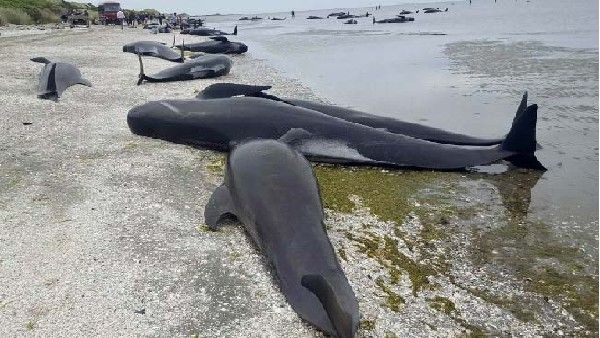 ನ್ಯೂಜಿಲೆಂಡ್‌ನಲ್ಲಿ 500 ಪೈಲಟ್ ತಿಮಿಂಗಿಲಗಳು ಸಾವು: ಶಾರ್ಕ್ ದಾಳಿಯ ಅಪಾಯ