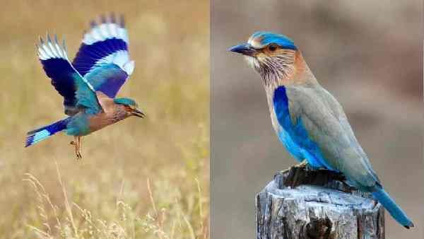 ದಸರಾ ವಿಶೇಷ: ಈ ಗ್ರಾಮದಲ್ಲಿ ಮುಸ್ಲಿಮರು ತರುವ ನೀಲಕಂಠ ಹಕ್ಕಿ ನೋಡಿದ ಬಳಿಕ ದಸರಾ ಆರಂಭ