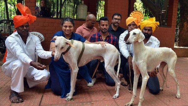 ನ. 19 & 20 ರಂದು ಬೆಂಗಳೂರಿನಲ್ಲಿ ರಾಷ್ಟ್ರೀಯ ಮಟ್ಟದ ದೇಶೀಯ ತಳಿಗಳ ಡಾಗ್‌ ಶೋ