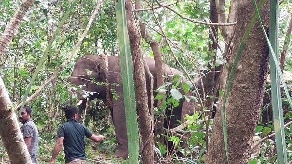 ಮೂಡಿಗೆರೆ; ಕುಂದೂರಿನ ಕೆಂಜಿಗೆ ಬಳಿ ಮೊದಲ ದಿನವೇ ಒಂದು ಕಾಡಾನೆ ಸೆರೆ