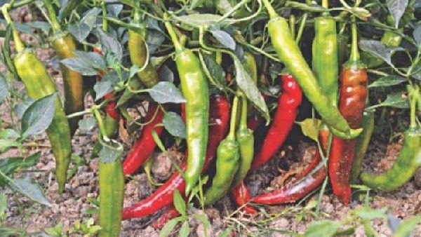 ಮೆಣಸಿನಕಾಯಿ ಬೆಳೆಯಲ್ಲಿ ಸೊರಗು ರೋಗ, ಕರಿಹೇನು ನಿಯಂತ್ರಣಕ್ಕೆ ಈ ಕ್ರಮ ಕೈಗೊಳ್ಳಿ