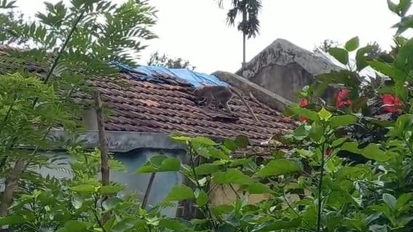 ಆನೆ-ಹುಲಿಗೆ ಹೆದರದವರನ್ನು ಕಂಗೆಡಿಸಿದ ಕೋತಿಗಳು