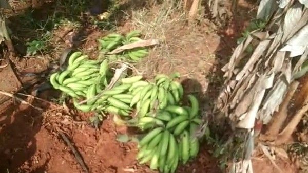 ಬಾಳೆ ಬೆಳೆಗಾರರಿಗೆ ಕಳ್ಳರ ಕಾಟ: ಬೆಲೆ ಹೆಚ್ಚಾಗುತ್ತಿದ್ದಂತೆ ಫಸಲಿಗೆ ಕನ್ನ