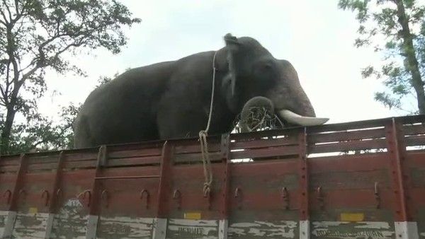 ಆಪರೇಷನ್ ಭೈರ ವಿಫಲ: ದಸರಾ ಆನೆಗಳು ವಾಪಸ್‌, ಸ್ಥಳೀಯರ ಆಕ್ರೋಶ