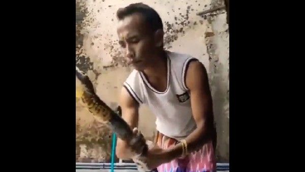 ಕಿಂಗ್ ಕೋಬ್ರಾಗೂ ಶಾಂಪೂ ಸ್ನಾನ: ವಿಡಿಯೋ ನೋಡಿ ಜನ ಶಾಕ್