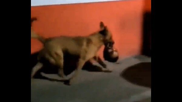 ವಿಡಿಯೋ; ಮನುಷ್ಯನ ತಲೆ ಕಚ್ಚಿಕೊಂಡು ರಸ್ತೆಯಲ್ಲಿ ಓಡಿದ ನಾಯಿ