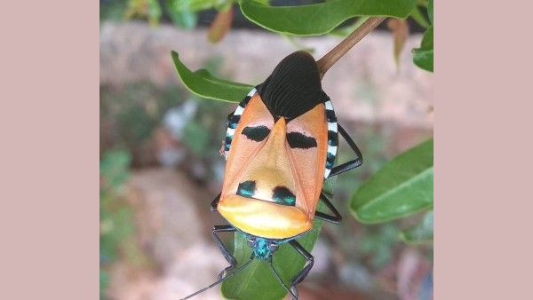 ಗದಗ ಜಿಲ್ಲೆಯ ಭೈರಾಪುರದಲ್ಲಿ ಹಿಟ್ಲರ್ ಮುಖ ಹೋಲುವ ಅಪರೂಪದ ಕೀಟ ಪತ್ತೆ