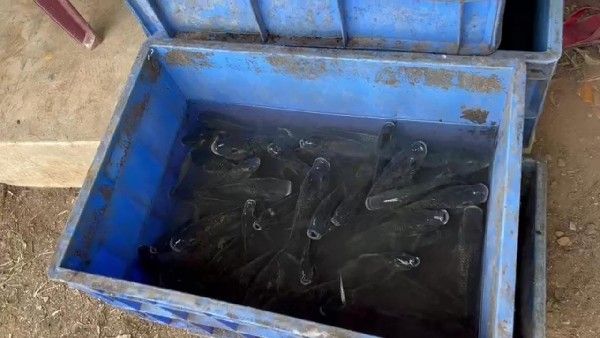 ಮಂಗಳೂರು: ಕಟ್ಟಡದ ತಳ ಭಾಗದಲ್ಲಿದ್ದ 10ಸಾವಿರಕ್ಕೂ ಅಧಿಕ ಮೀನುಗಳ ಸ್ಥಳಾಂತರ