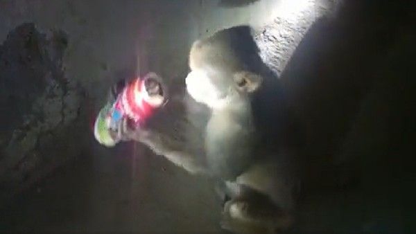 ಮದ್ಯಕ್ಕೆ ದಾಸನಾದ ಮಂಗ, ಅಂಗಡಿಯಲ್ಲಿದ್ದ ಬಾಟಲಿ 'ಮಂಗ'ಮಾಯ