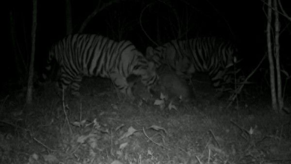 ನಾಗರಹೊಳೆಯಲ್ಲಿ ಕಾಣೆಯಾಗಿದ್ದ ಮೂರು ಹುಲಿ ಮರಿಗಳು ಪತ್ತೆ: ಸಿಸಿ ಕ್ಯಾಮೆರಾದಲ್ಲಿ ದೃಶ್ಯ ಸೆರೆ