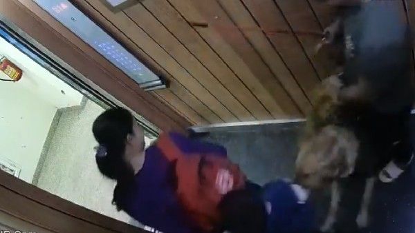 ಲಿಫ್ಟ್‌ನಲ್ಲಿ ಬಾಲಕನಿಗೆ ಕಚ್ಚಿದ ನಾಯಿ: ವಿಡಿಯೋ ಸೆರೆ