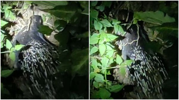 ಮಂಡ್ಯ ನಗದಲ್ಲಿ ಮತ್ತೆ ಕಾಣಿಸಿಕೊಂಡ ಮುಳ್ಳುಹಂದಿಗಳು, ಭಯದಲ್ಲಿ ಜನತೆ