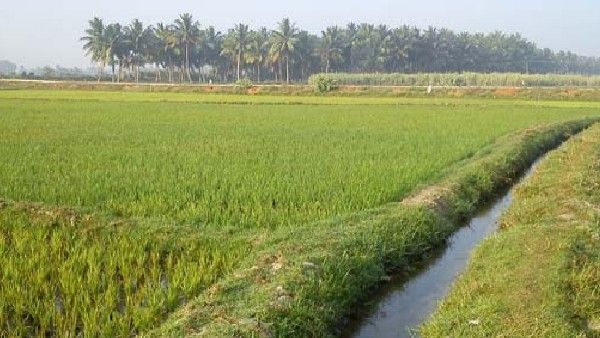 ರಾಯಚೂರು: ಐಸಿಸಿ ಸಭೆಯತ್ತ ಅನ್ನದಾತರ ಚಿತ್ತ; 2ನೇ ಬೆಳೆಯ ಭವಿಷ್ಯ ನಿರ್ಧಾರ