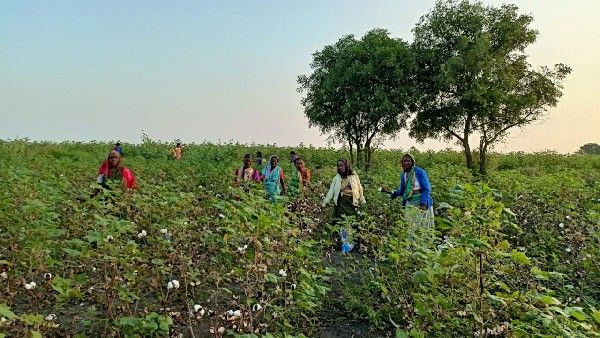ರಾಯಚೂರು ಜಿಲ್ಲೆಯಲ್ಲಿ ಅಕಾಲಿಕ‌ ಮಳೆ; ಕುಸಿದ ಹತ್ತಿ ಬೆಳೆ ಇಳುವರಿ, ರೈತರಿಗೆ ಆತಂಕ