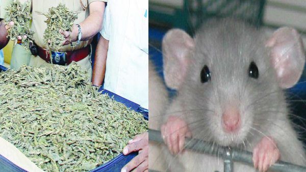 500 ಕೆಜಿ ಗಾಂಜಾ ತಿಂದ ಇಲಿಗಳು: ಕೋರ್ಟ್ ಮೆಟ್ಟಿಲೇರಿದ ಪೊಲೀಸರು