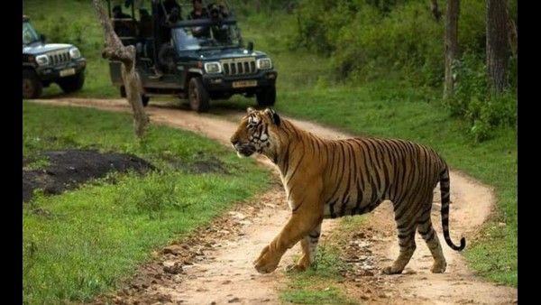 ಸಫಾರಿ ರೈಡ್ ಸೀಟು ಹಂಚಿಕೆ ತಾರತಮ್ಯ: ಹೈಕೋರ್ಟ್ ಮೊರೆ ಹೋದ ಖಾಸಗಿ ರೆಸಾರ್ಟ್ಸ್