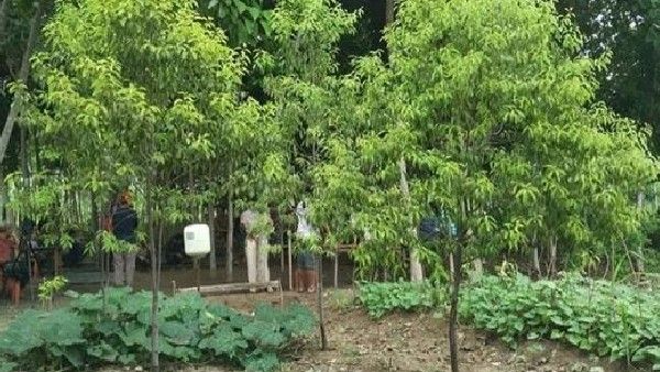 ಶ್ರೀಗಂಧ ಬೆಳೆಯುವ ರೈತರ ಕನಸು ನನಸು: ರಾಜ್ಯ ಶ್ರೀಗಂಧದ ನೀತಿಗೆ ಅನುಮೋದನೆ