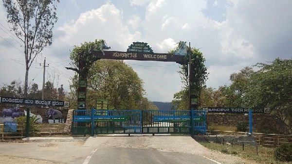 Bandipur Tiger Reserve : ರಾಜ್ಯದಲ್ಲೇ ಬಂಡೀಪುರ ಉತ್ತಮ ಹುಲಿ ಸಂರಕ್ಷಿತ ವಲಯ