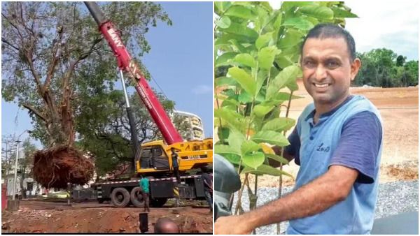ಕೊಡಲಿ ಏಟಿಗೆ ಬಲಿಯಾಗಬೇಕಿದ್ದ ಅಶ್ವಥ ಮರಗಳಿಗೆ ಮರುಜೀವ ನೀಡಿದ ಮಂಗಳೂರಿನ ವೃಕ್ಷ ಪ್ರೇಮಿ
