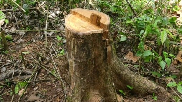 ಸಂರಕ್ಷಿತಾರಣ್ಯದಲ್ಲಿಯೇ ಮರಗಳ ಮಾರಣ ಹೋಮ: ಕಣ್ಮುಚ್ಚಿ ಕುಳಿತ ಅರಣ್ಯಾಧಿಕಾರಿಗಳು