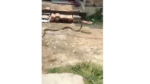 ಚಪ್ಪಲಿ ಕದ್ದ ಹಾವು: ಚಪ್ಪಲಿ ಬಾಯಲ್ಲಿಡಿದು ಸರಸರನೇ ಹೋದ ಹಾವು