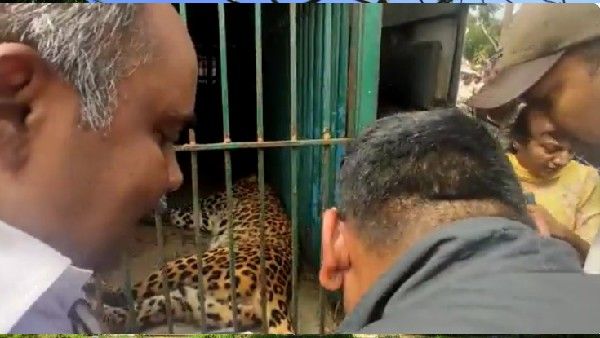 ಕೆ.ಆರ್.ನಗರ: ಜನರ ಮೇಲೆ ದಾಳಿ ನಡೆಸುತ್ತಿದ್ದ ಚಿರತೆ ಕೊನೆಗೂ ಸೆರೆ