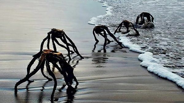 ಸಮುದ್ರ ತೀರದಲ್ಲಿ ಏಲಿಯನ್ ನಂತಹ ವಸ್ತು ಕಂಡು ಹೆದರಿದ ಜನ