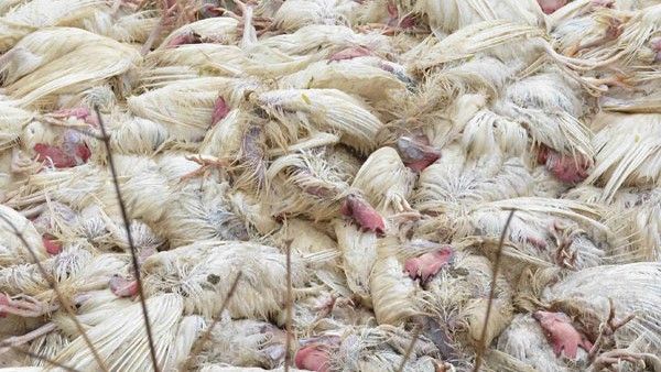 ಕೇರಳ: ಹಕ್ಕಿ ಜ್ವರ ದಿಢೀರ್ ಏರಿಕೆ, ನೂರಾರು ಕೋಳಿಗಳ ಮಾರಣಹೋಮ