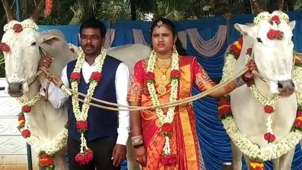 ಪಣ್ಯದಹುಂಡಿ ಗ್ರಾಮದಲ್ಲಿ ಯುವ ರೈತನ ಮದುವೆಗೆ ವಿಶೇಷ ಅತಿಥಿಗಳಾದ ಎತ್ತುಗಳು