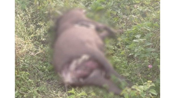 ಚಾಮರಾಜನಗರ: ಇದ್ದಕ್ಕಿದ್ದಂತೆ ಕಾಡುಹಂದಿಗಳ ಸಾವು, ಕಾಡಂಚಿನ ರೈತರಲ್ಲಿ ಆತಂಕ