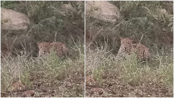 ಹುಲಗಿನ ವೆಂಕಟರಮಣ ಸ್ವಾಮಿ ಬೆಟ್ಟದ ತಪ್ಪಲಿನಲ್ಲಿ ಚಿರತೆ ಪ್ರತ್ಯಕ್ಷ