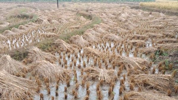 ಮಾಂಡೌಸ್ ಚಂಡಮಾರುತದ ಎಫೆಕ್ಟ್‌: ಬೆಳೆಗಳು ಜಲಾವೃತ, ಕಾಫಿನಾಡಿನ ಅನ್ನದಾತ ತತ್ತರ