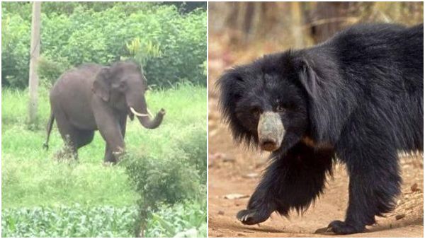 ಹನೂರಿನಲ್ಲಿ ಕಾಡಾನೆ, ಕರಡಿ ದಾಳಿ: ರೈತರಿಗೆ ಗಂಭೀರ ಗಾಯ