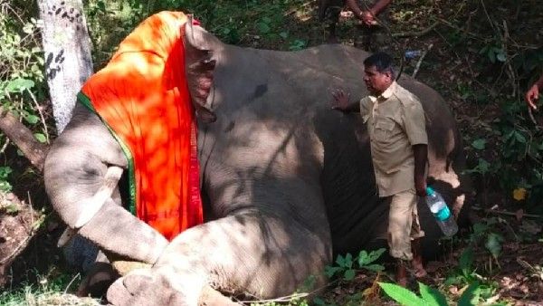 ಮೂಡಿಗೆರೆಯ ತಳವಾರ ಗ್ರಾಮದಲ್ಲಿ ಕಾಡಾನೆ ಸೆರೆ: ನಿಟ್ಟುಸಿರು ಬಿಟ್ಟ ಗ್ರಾಮಸ್ಥರು