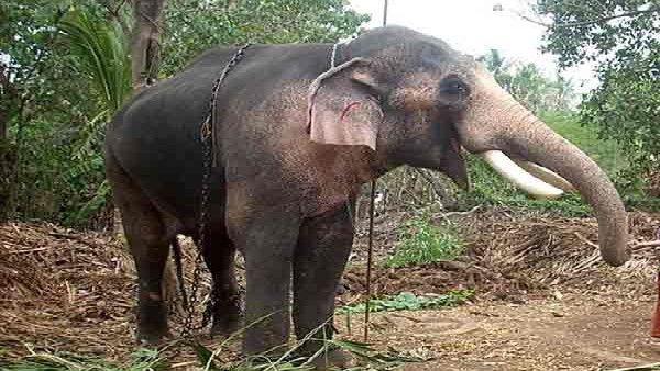 ಕೋಲಾರದಲ್ಲಿ ಕರ್ನಾಟಕದ ಮೊದಲ ಆನೆ ಆರೈಕೆ ಕೇಂದ್ರ ಆರಂಭ