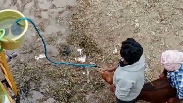 ತೂಕ ಹೆಚ್ಚಿಸಲು ಮೇಕೆಗಳಿಗೆ ಬಲವಂತವಾಗಿ ನೀರು ಕುಡಿಸುವ ಅಮಾನವೀಯ ಕೃತ್ಯ ಬಯಲು