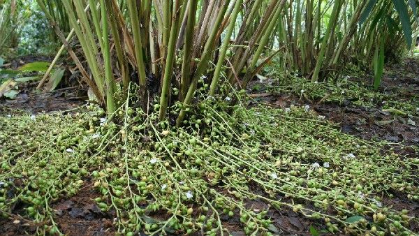 ಏಲಕ್ಕಿಯನ್ನು ಕಾಡಿದ ಕಟ್ಟೆ ರೋಗ : ವಿನಾಶದತ್ತ ಶ್ರೀಮಂತ ಬೆಳೆ