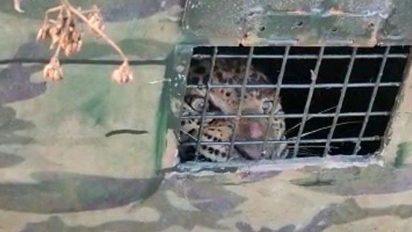 ಕೆಆರ್‌ಎಸ್ ಬೃಂದಾವನದಲ್ಲಿ ಕೊನೆಗೂ ಬೋನಿಗೆ ಬಿದ್ದ ಚಿರತೆ, ನಷ್ಟದ ವಿವರ ಇಲ್ಲಿದೆ