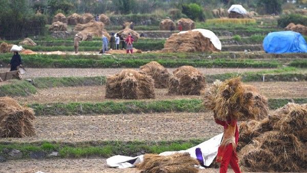 ಕೃಷಿ ಉತ್ಪನ್ನ:MSP ಬೆಲೆ ನಿಗದಿ ಅದು ಉತ್ತಮ ಬೆಲೆ ಅಲ್ಲ: ರಮೇಶ್ ಚಂದ್