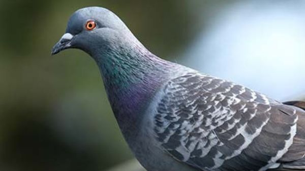 ಪಾರಿವಾಳ ಹಿಡಿಯಲು ಹೋದ ಬಾಲಕರಿಗೆ ತಗುಲಿದ ವಿದ್ಯುತ್ ತಂತಿ: ಸ್ಥಿತಿ ಗಂಭೀರ