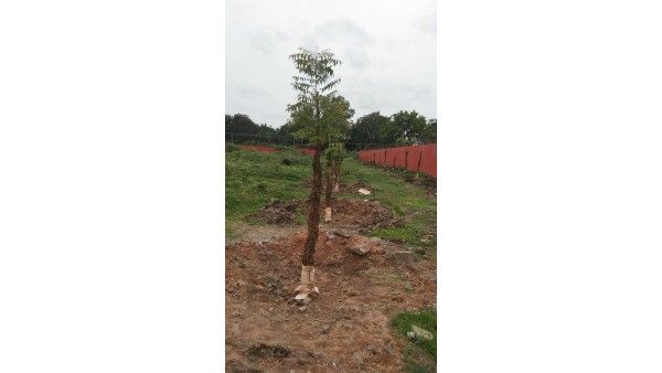 ರಾಯಚೂರಿನಲ್ಲಿ ಹೆಚ್ಚಿದ ಹಸಿರು ಅಭಿರುಚಿ: ತೋಟಗಾರಿಕೆಯತ್ತ ಹಲವರ ಒಲವು