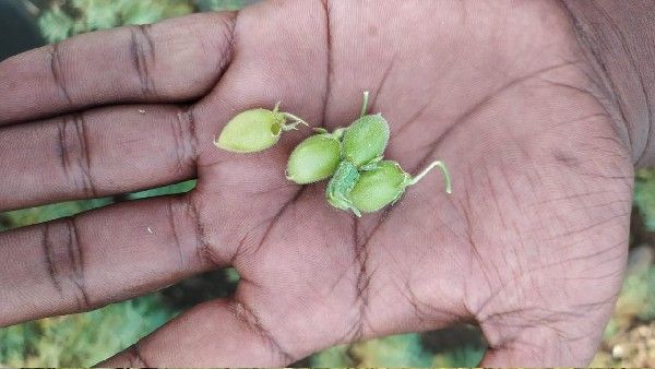 ಕಡಲೆ ಬೆಳೆಗೆ ಹಸಿರು ಹುಳು ಕಾಟ: ರೈತ ಕಂಗಾಲು