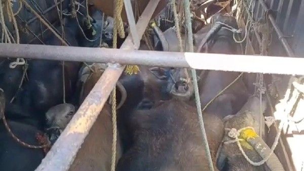 ದಶಪಥ ಹೆದ್ದಾರಿಯಲ್ಲಿ ಅಕ್ರಮ ಗೋ ಸಾಗಾಣಿಕೆ : ಸರ್ಕಾರೇತರ ಸಂಸ್ಥೆಯಿಂದ 24 ಜಾನುವಾರುಗಳ ರಕ್ಷಣೆ