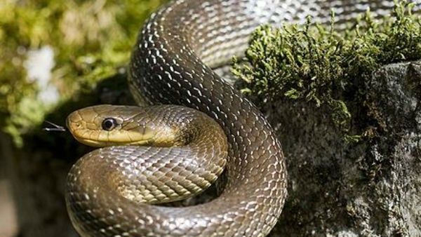 ಮರಣೋತ್ತರ ಪರೀಕ್ಷೆಯ ವೇಳೆ ಮೃತ ದೇಹದಿಂದ ಹೊರಬಂದ ಹಾವು