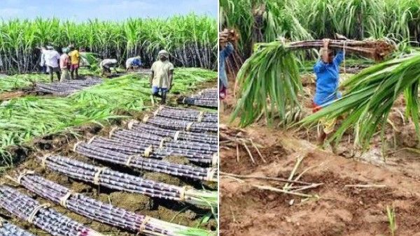 ರೈತರಿಗೆ ಸಿಹಿ ಸುದ್ದಿ: ಕಬ್ಬು ಬೆಳೆಗಾರರಿಗೆ ಟನ್‌ಗೆ 100 ರೂ. ಮೊಲ್ಯಾಸಿಸ್ ಲಾಭ ನೀಡಲು ಸರ್ಕಾರ ಆದೇಶ
